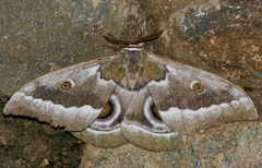 Gonimbrasia zambesina