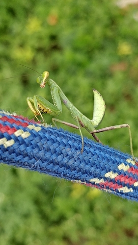 Giant Asian Mantis