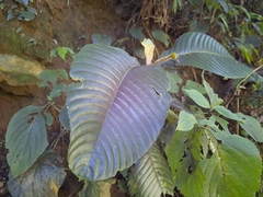 Rhynchotechum ellipticum