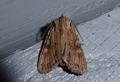 Ichneutica averilla