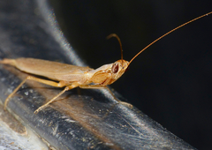 Galepsus