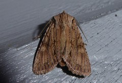 Ichneutica averilla