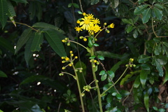 Farfugium japonicum