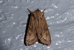 Ichneutica averilla