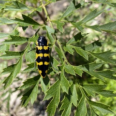 Cyrioides imperialis