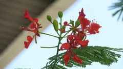 Delonix regia