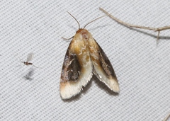 Chrysoecia scira