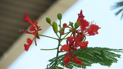 Delonix regia