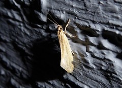 Tingena chloradelpha