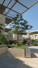 Delonix regia