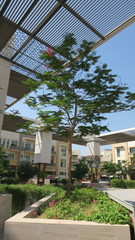 Delonix regia