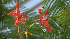 Delonix regia
