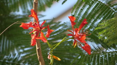Delonix regia