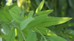Eucalyptus camaldulensis