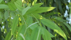 Eucalyptus camaldulensis