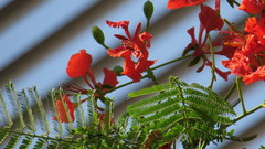 Delonix regia