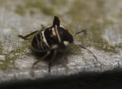Alcimocoris coronatus