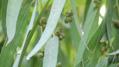Eucalyptus camaldulensis