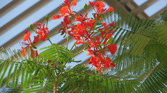 Delonix regia