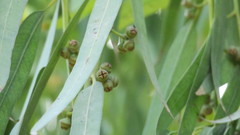 Eucalyptus camaldulensis