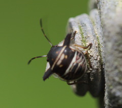 Alcimocoris coronatus