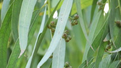 Eucalyptus camaldulensis