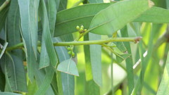 Eucalyptus camaldulensis