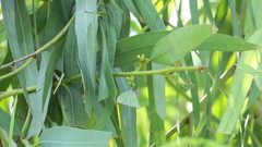 Eucalyptus camaldulensis