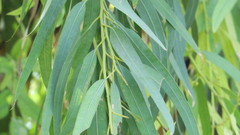 Eucalyptus camaldulensis