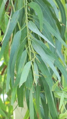 Eucalyptus camaldulensis
