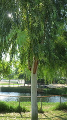 Eucalyptus camaldulensis