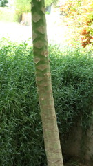 Carica papaya