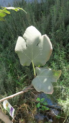 Ficus carica