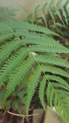 Cyathea australis