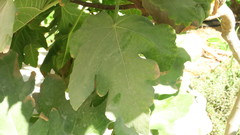 Ficus carica