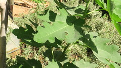 Ficus carica