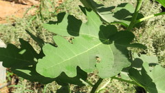 Ficus carica