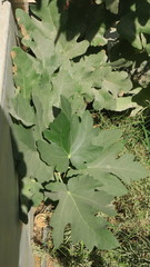 Ficus carica