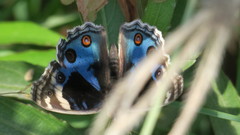 Junonia orithya here