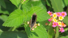 Junonia orithya here