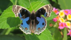 Junonia orithya here