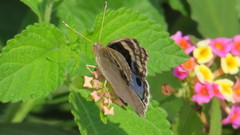Junonia orithya here