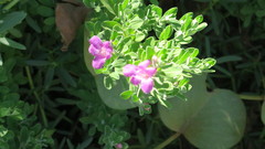 Leucophyllum frutescens