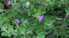 Leucophyllum frutescens