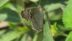 Junonia orithya here