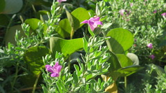 Leucophyllum frutescens