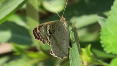 Junonia orithya here
