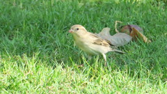 Passer domesticus