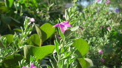 Leucophyllum frutescens