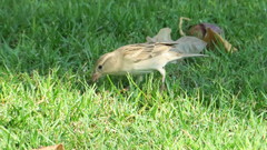 Passer domesticus